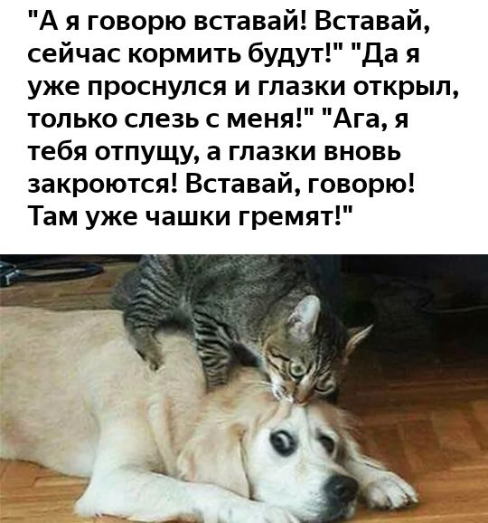 А я говорю вставай Вставай сейчас кормить будут Да я уже проснулся и глазки открыл только спезь с меня Ага я тебя отпущу а глазки вновь закроются Вставай говорю Там уже чашки гремят