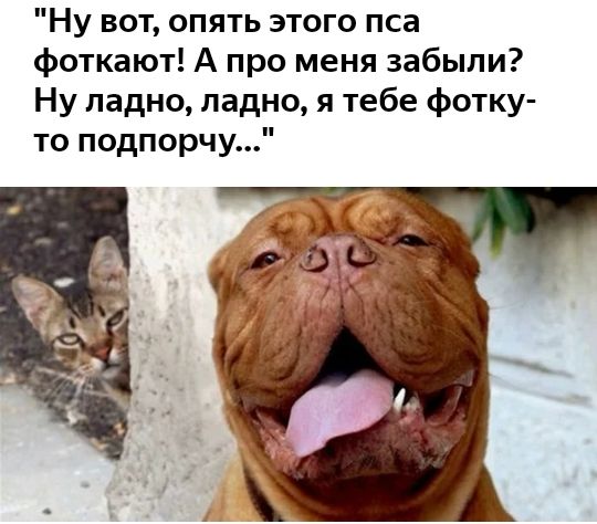 Ну вот опять этого пса фоткают А про меня забыли Ну ладно ладно я тебе фотку то подпорчу
