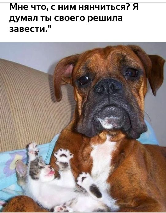 Мне что с ним нянчиться Я думал ты своего решила завести