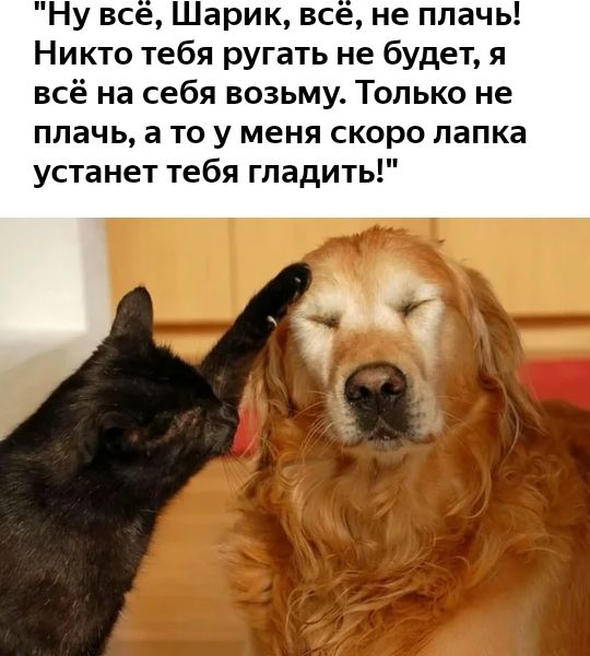 Ну все Шарик все не плачь Никто тебя ругать не будет я всё на себя возьму Только не плачь а то у меня скоро лапка устанет тебя гладить