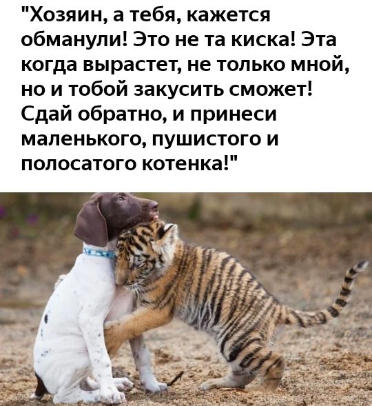 Хозяин а тебя кажется обманули Это не та киска Эта когда вырастет не только мной но и тобой закусить сможет Сдай обратно и принеси маленького пушистого и полосатого котенка