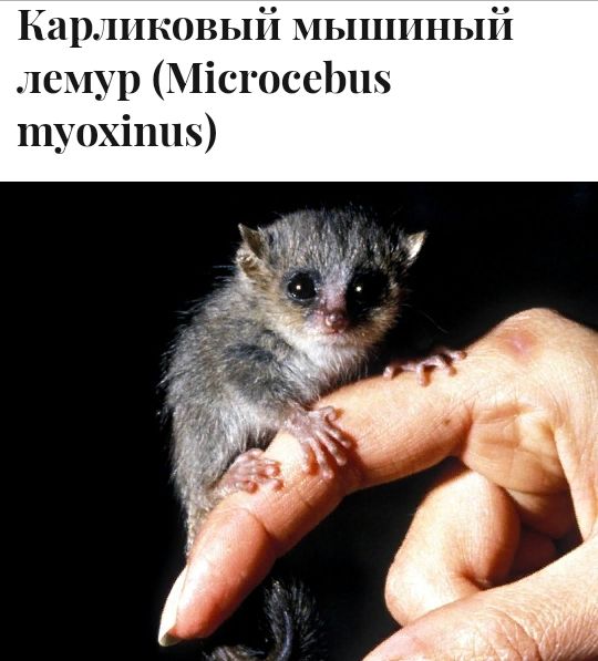 Карликовый мышиный лемур МісгосеЬпн 111У0Хі11118
