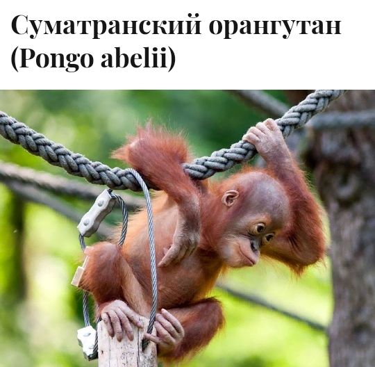 іуматранскпй орангутан Рондо аЬе1іі