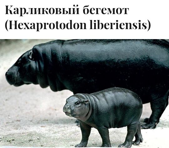 Карликовый бегемот Нехаргоюаоп 1іЬе1іе11і