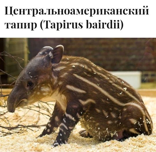 Центральношерпканскпй таппр Тарішв Ьаігаіі