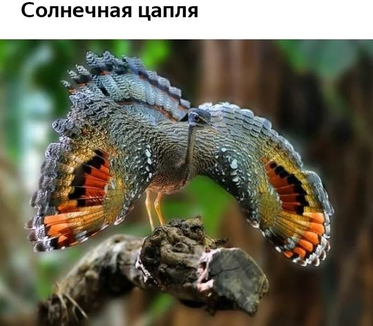 Солнечная цап