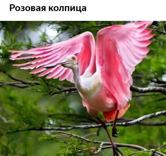 РОЗОВЗЯ КОП П И ца
