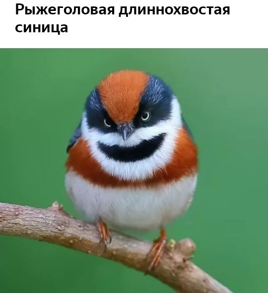 Рыжеголовая длиннохвостая синица