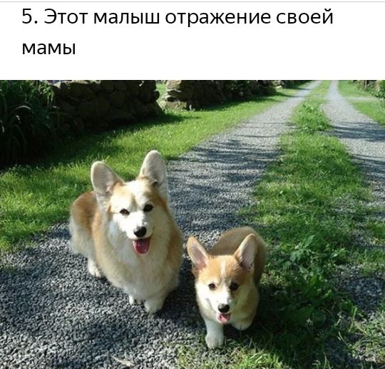 5 Этот малыш отражение своей мамы