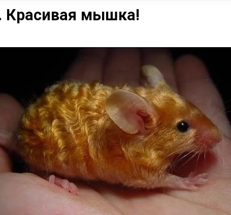Красивая мышка!