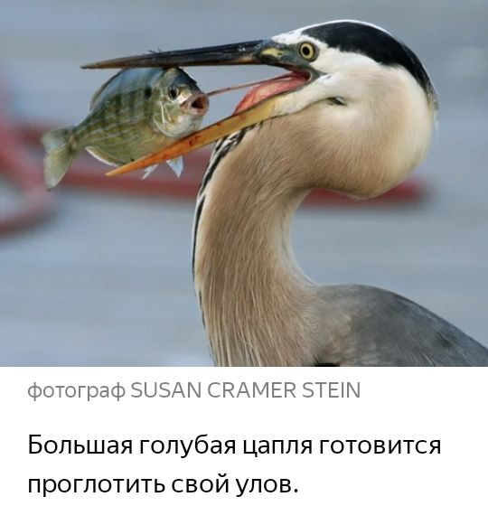 фотограф энэхм СКАМЕК ТЕМ Большая Голубая цапля ГОТОВИТСЯ проглотить свой упов