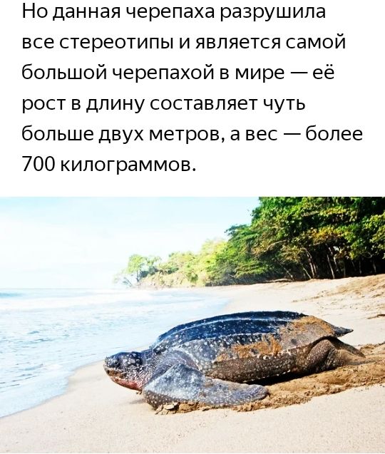Но данная черепаха разрушила все стереотипы и является самой большой черепахой в мире её рост в длину составляет чуть больше двух метров а вес более 700 килограммов