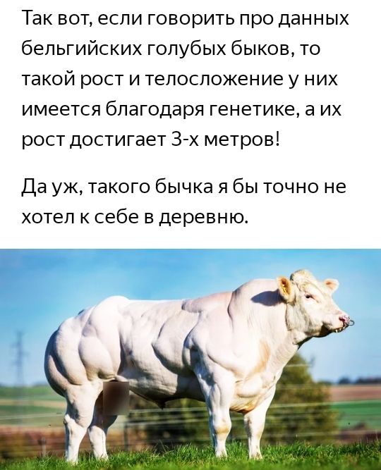 Так вот если говорить про данных бельгийских голубых быков то такой рост и телосложение у них имеется благодаря генетике а их рост достигает 3 х метров Да уж такого бычка я бы точно не хотел к себе в деревню
