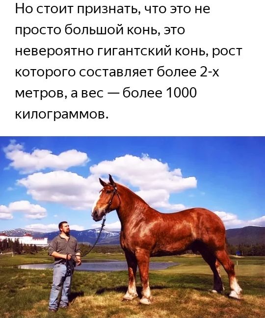 Но стоит признать что это не просто большой конь это невероятно гигантский конь рост которого составляет более 2 х метров а вес более 1000 килограммов