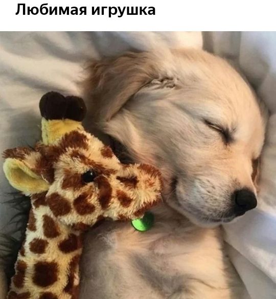 Любимая игрушка