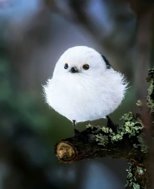д