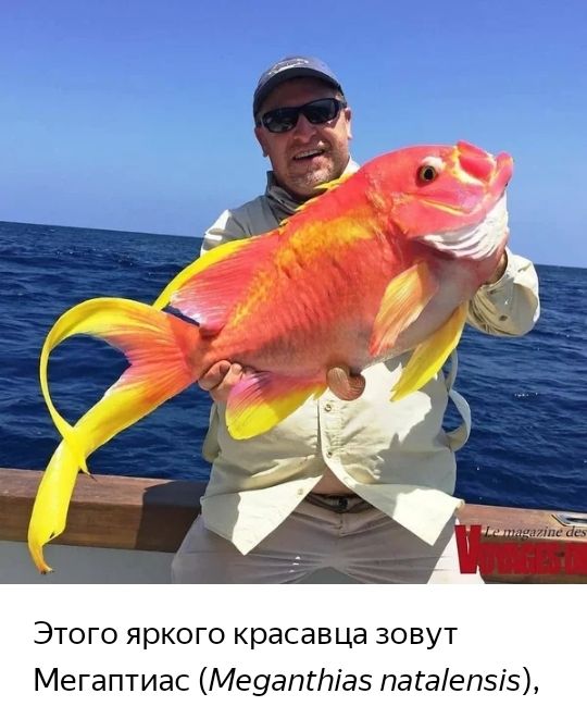 Этого яркого красавца зовут Мегаптиас Меуаптіаз паГаепзіз