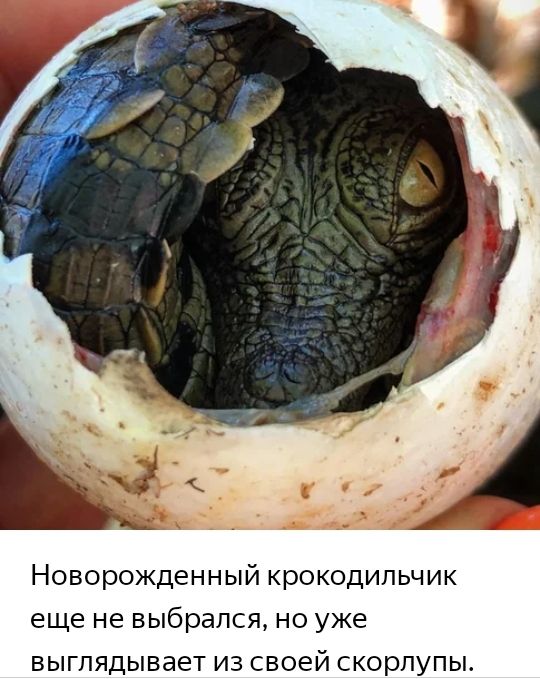 Новорожденный крокодильчик еще не выбрался но уже выглядывает из своей скорлупы