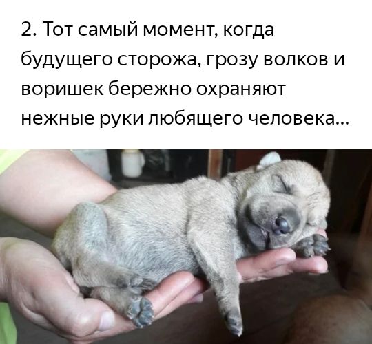 2 Тот самый момент когда будущего сторожа грозу волков и воришек бережно охраняют нежные руки любящего человека