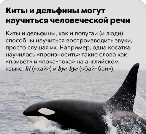 Киты и дельфины могут научиться человеческой речи Киты и дельфины как и попугаи и люди способны НауЧИТЬСЯ ВОСПРОИЗВОДИТЬ ЗВУКИ ПРОСТО слушая ИХ Например одна КОСЭТКЭ Научилась ПРОИЗНОСИТЬ такие слова Как привет и пока пока на английском языке Йі хай и уе11уебай бай