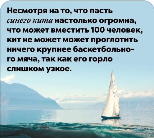 Несмотря на то что пасть синего кита настолько огромна что может вместить 100 человек кит не может может проглотить ничего крупнее баскетбольно го мяча так как его горло слишком узкое