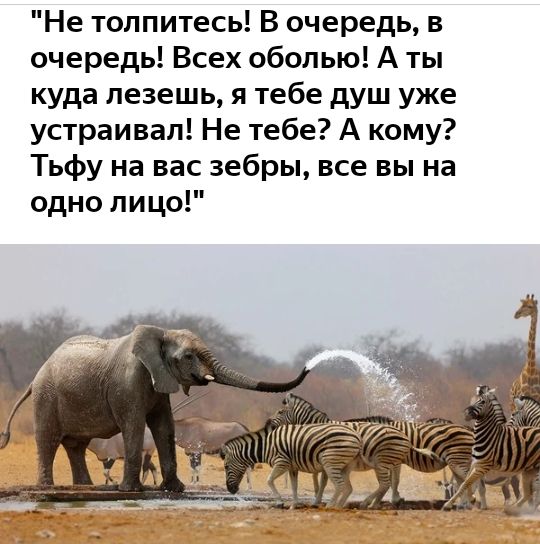 Не толпитесь В очередь в очередь Всех оболью А ты куда лезешь я тебе душ уже устраивал Не тебе А кому Тьфу на вас зебры все вы на одно лицо