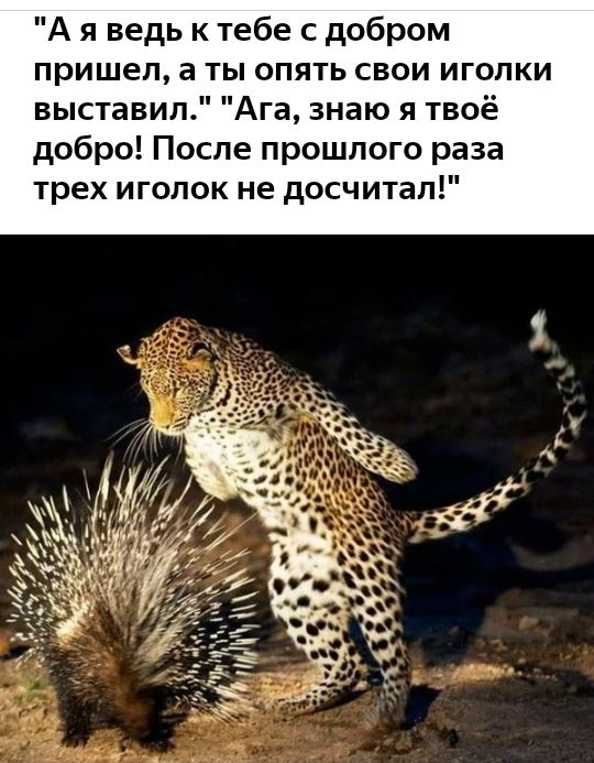 А я ведь к тебе с добром пришел а ты опять свои иголки выставил Ага знаю я твоё добро После прошлого раза трех иголок не досчитал