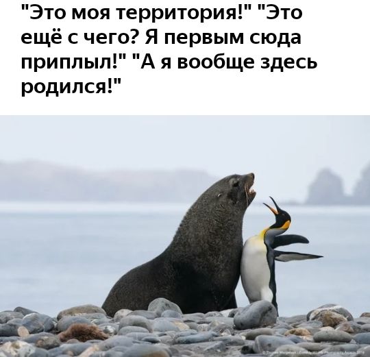 Это моя территория Это ещё с чего Я первым сюда приплыл А я вообще здесь родился
