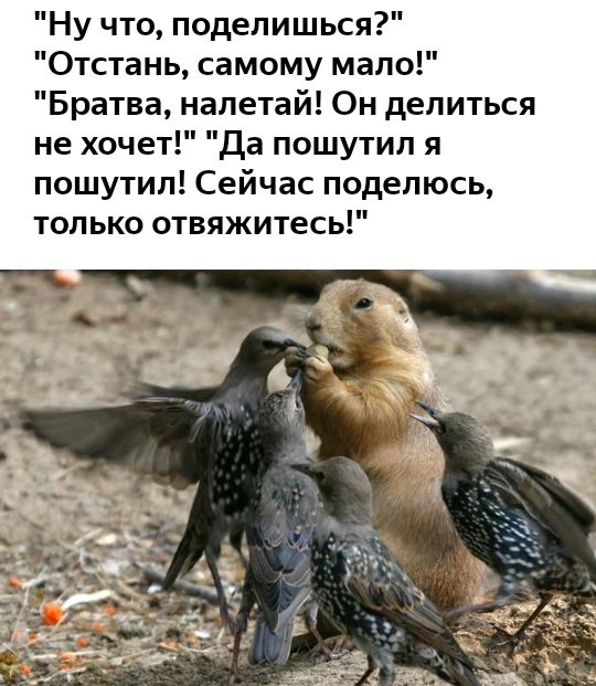 Ну что подепишься Отстань самому мало Братва налетай Он делиться не хочет Да пошутил я пошутил Сейчас поделюсь только отвяжитесь