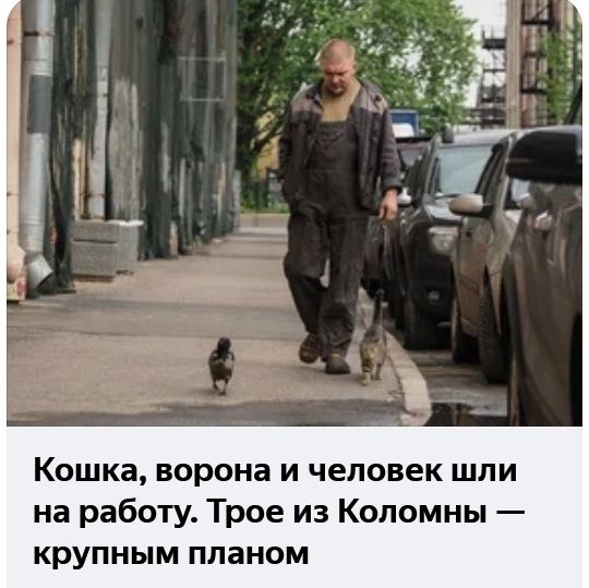 Кошка ворона и человек шли на работу Трое из Коломны крупным планом