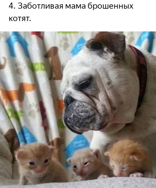 4 Заботливая мама брошенных котят