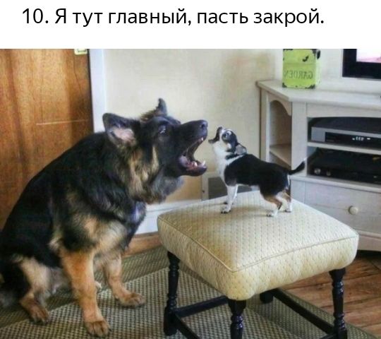 10 Я тут главный пасть закрой