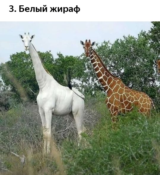 3 Белый жираф