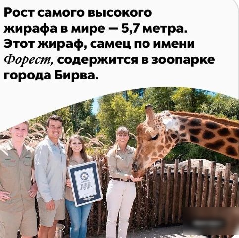 Рост самого высокого жирафа в мире 57 метра Этот жираф самец по имени Форест содержится в зоопарке города Бирна
