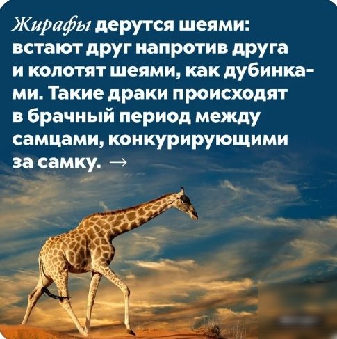 Жирафы дерутся шеями встают друг напротив друга и колотят шеями как дубинка ми Такие драки происходят в брачный период между самцами конкурирующими за самку
