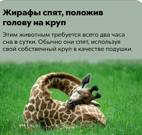 Жирафы спят положив голову на круп Этим животным требуется всего два часа сна в сутки Обычно они спят используя свой собственный круп в качестве подушки