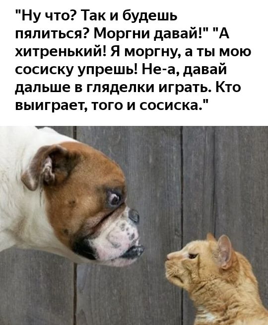 Ну что Так и будешь пялиться Моргни давай А хитренький Я моргну а ты мою сосиску упрешь Не а давай дальше в глядепки играть Кто выиграет того и сосиска