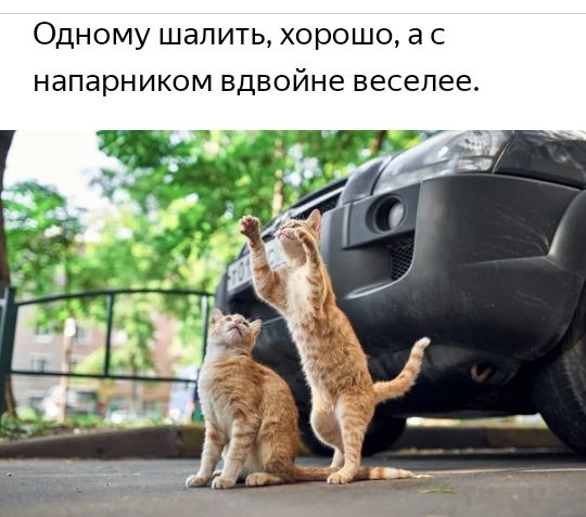 ОДНОМУ шалить Хорошо 3 С напарником вдвойне веселее