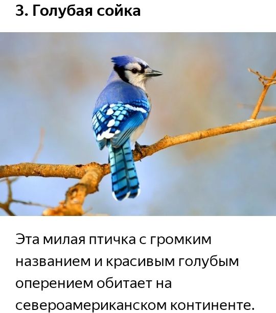 3 Голубая сойка Эта милая птичка С громким названием И красивым ГОПУбЫМ оперением обитает на североамериканском континенте