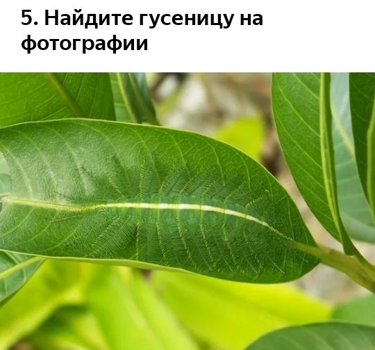 5 Найдите гусеницу на фотографии