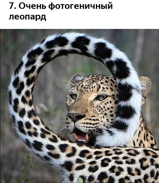 7 Очень фотогеничный леопард