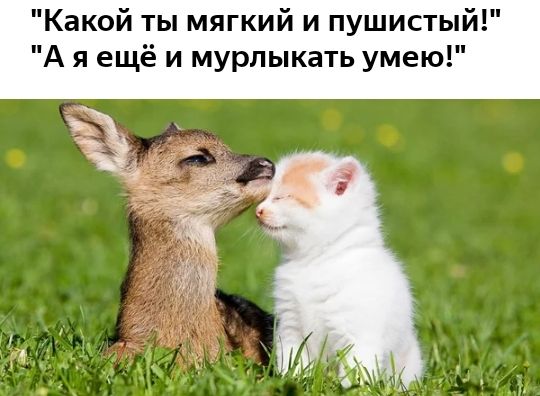Какой ты мягкий и пушистый А я ещё и мурлыкать умею