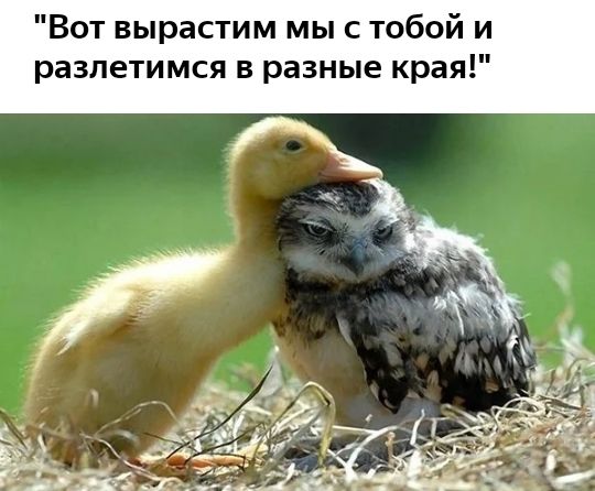 Вот вырастим мы с тобой и разлетимся в разные края