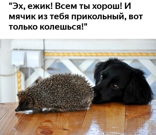 Эх ежик Всем ты хорош И мячик из тебя прикольный вот только колешься