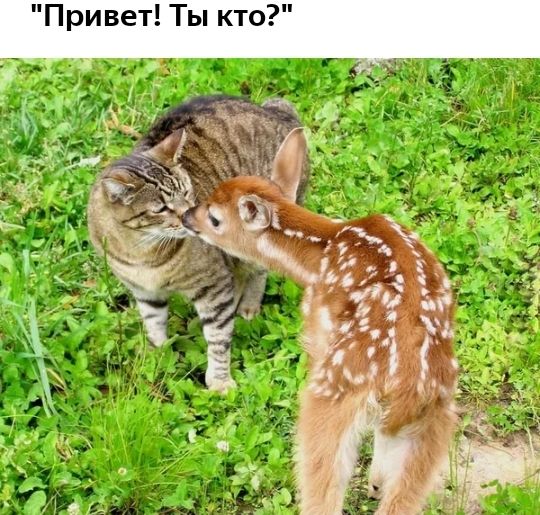 Привет Ты кто