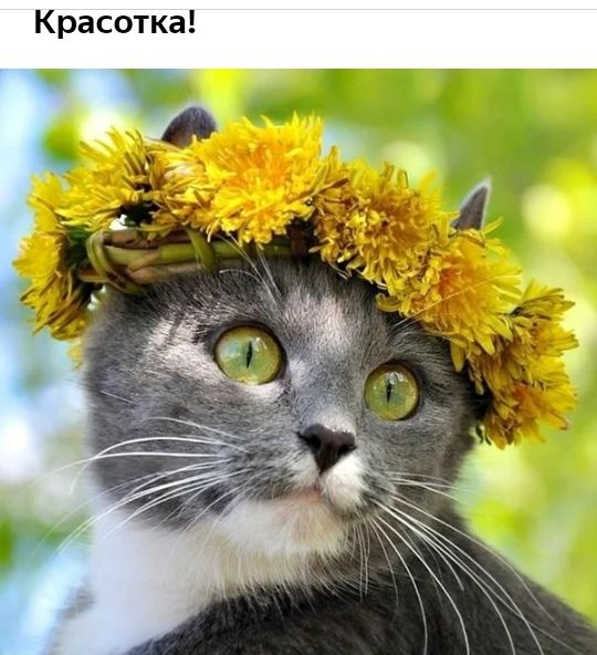 Красотка