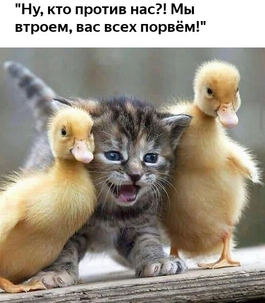 Ну кто против на втроем вас всех порве