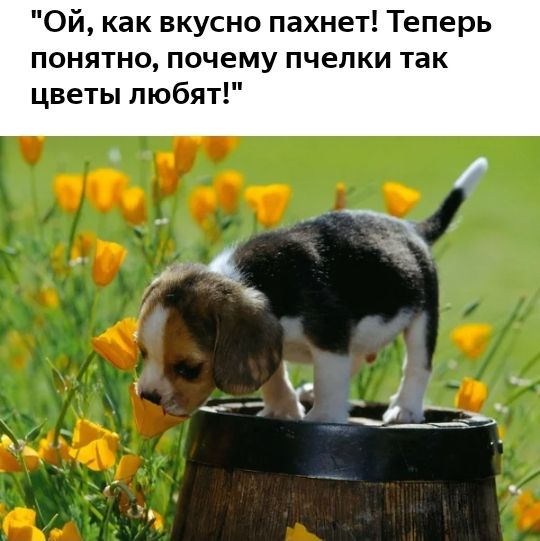 Ой как вкусно пахнет Теперь понятно почему пчелки так цветы любят