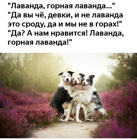 Лаванда горная лаванда Да вы чё девки и не лаванда это сроду да и мы не в горах Да А нам нравится Лаванда горная лаванда