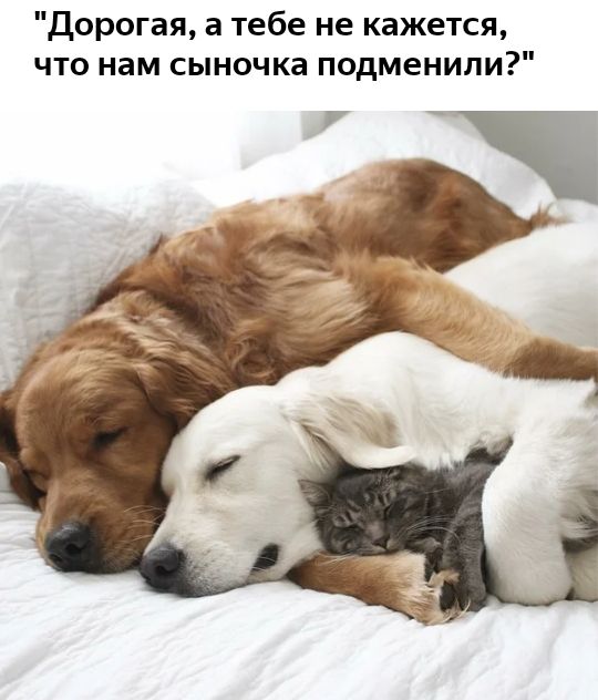 Дорогая а тебе не кажется что нам сыночка подменили